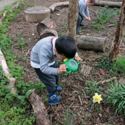 small boy in garden looking at a daffodil